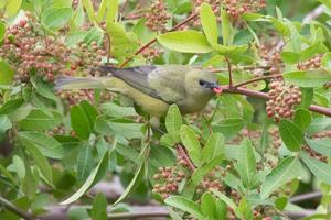 Palm Tanager