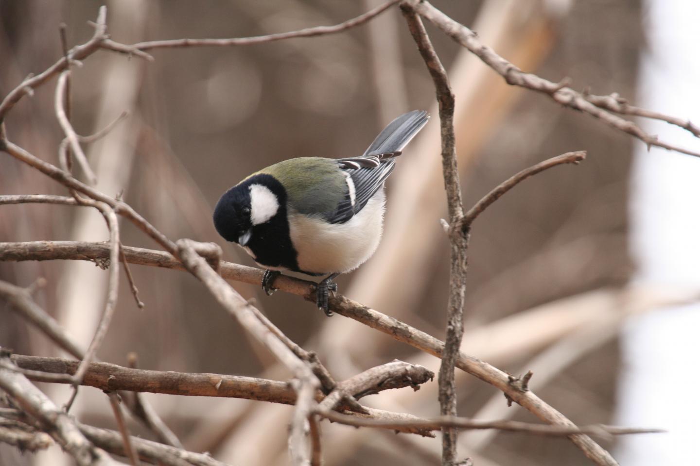 Japanese Great Tit