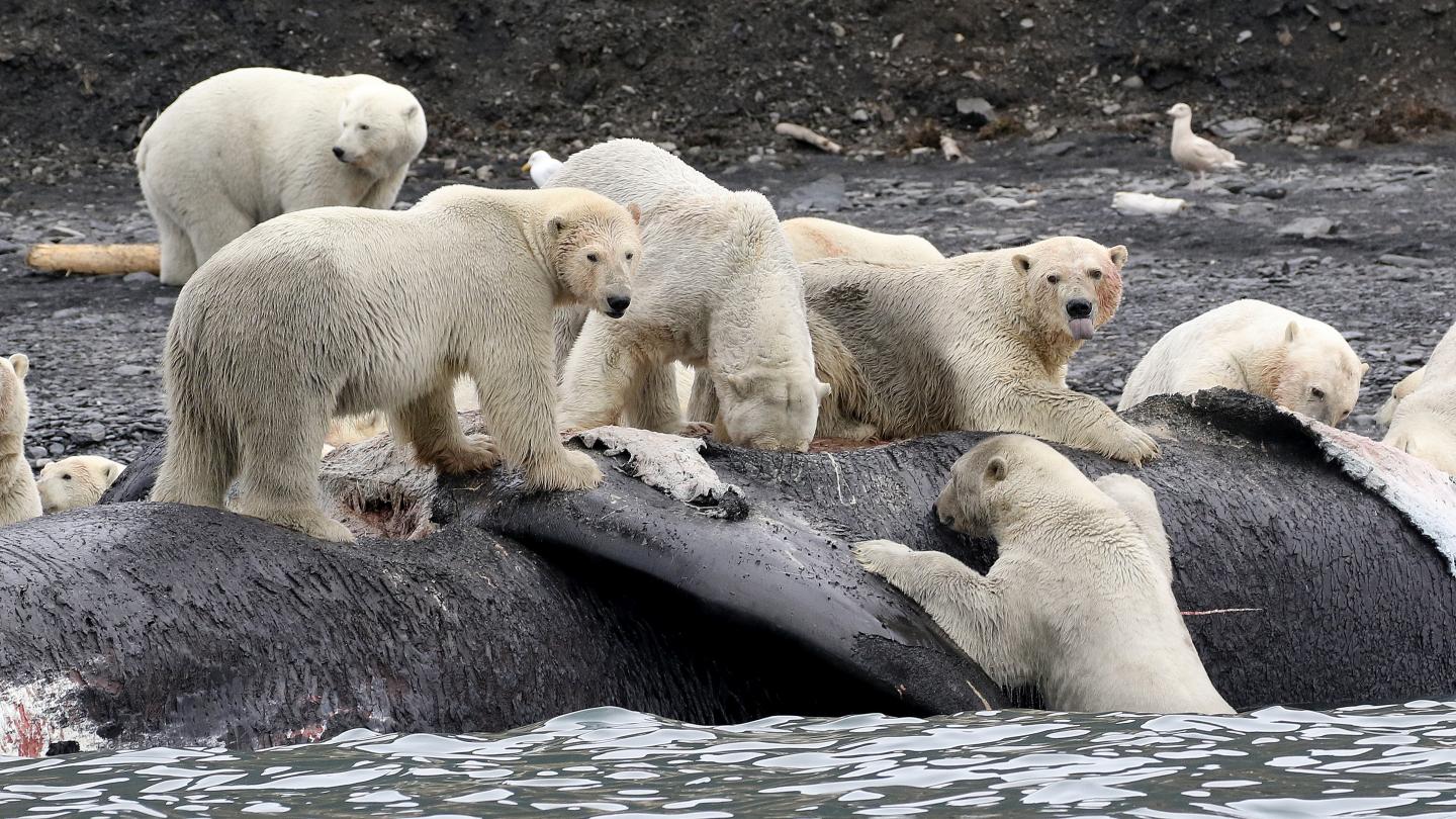 Polar Bears and Whale Carcass