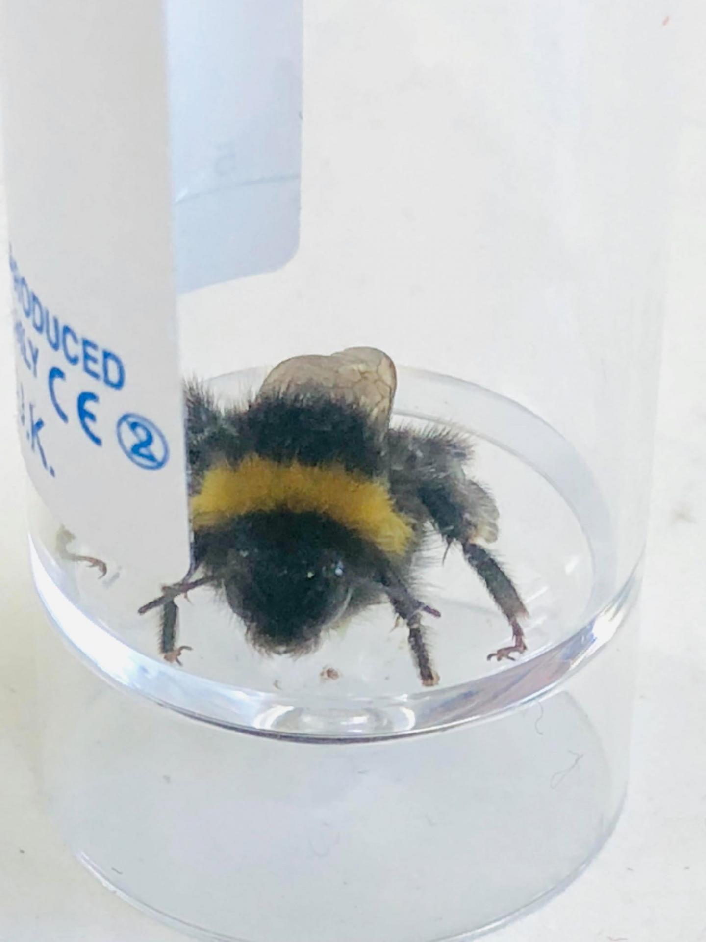 Bumblebee in the Experiment
