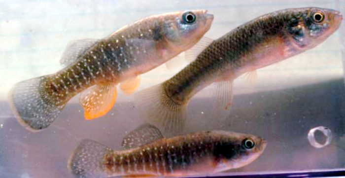 The mummichog, or Atlantic killifish, which occurs along the Atlantic coast, from Florida to Canada.