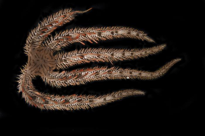 A brittle star