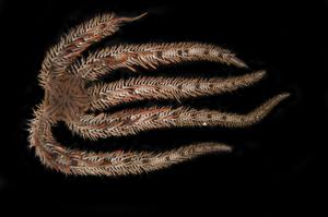 A brittle star