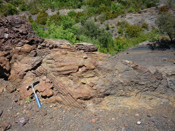 Carboniferous flora