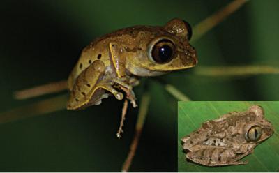 <i>Leptopelis aubryi</i>