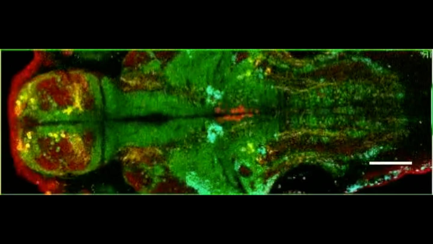 Neural Basis of Alertness Revealed