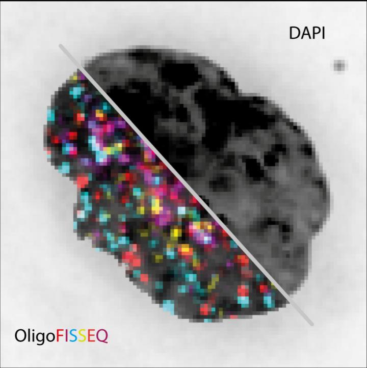 Comparison of OligoFISSEQ vs Conventional Imaging Technologies