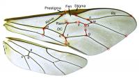 Morphometric Wing Venation Analysis