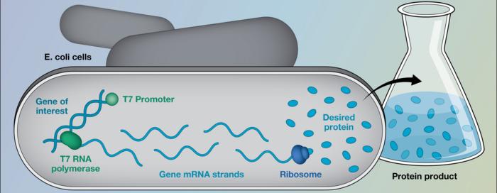 schematic of T7 expression system