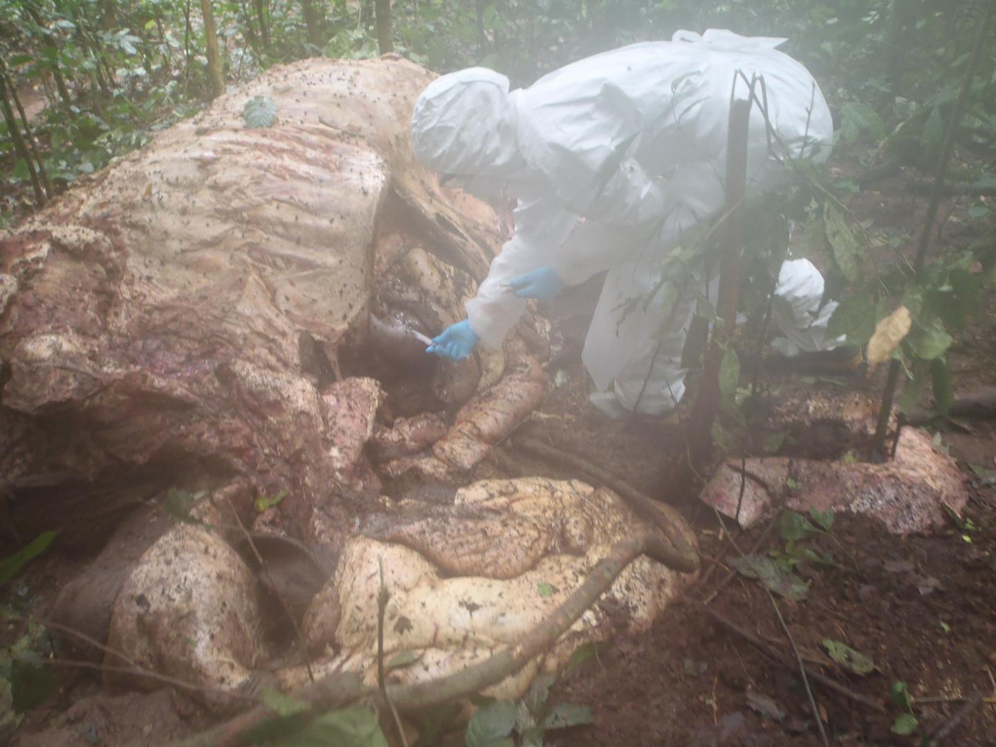 A New Pathogen in Africa Causes Anthrax-Like Disease in Wild and Domestic Animals