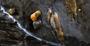 Swedish L. saxatilis marine snails