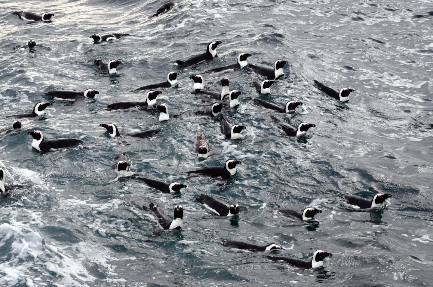 African Penguins at Sea