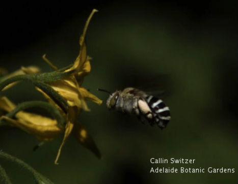 Headbanging Bees