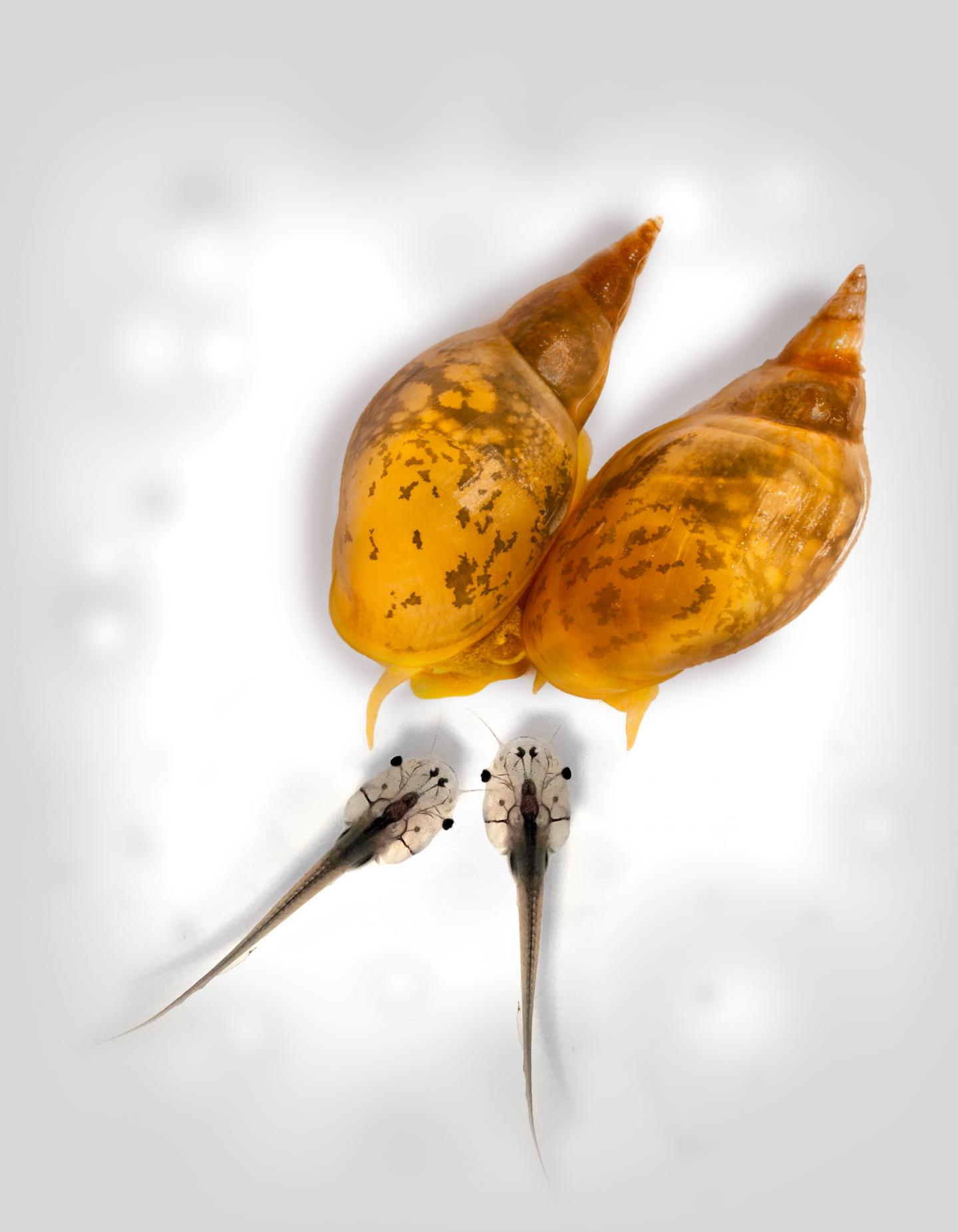 <em>Lymnaea stagnalis </em>and <em>Xenopus laevis</em>