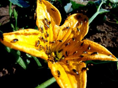 Squash Blossom and Bugs