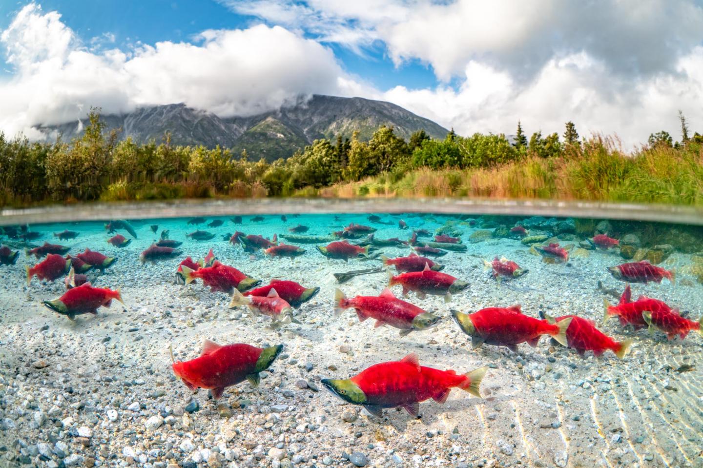 Complex Mosaics of Shifting Habitats Stabilize Alaskan Salmon Population (1 of 5)