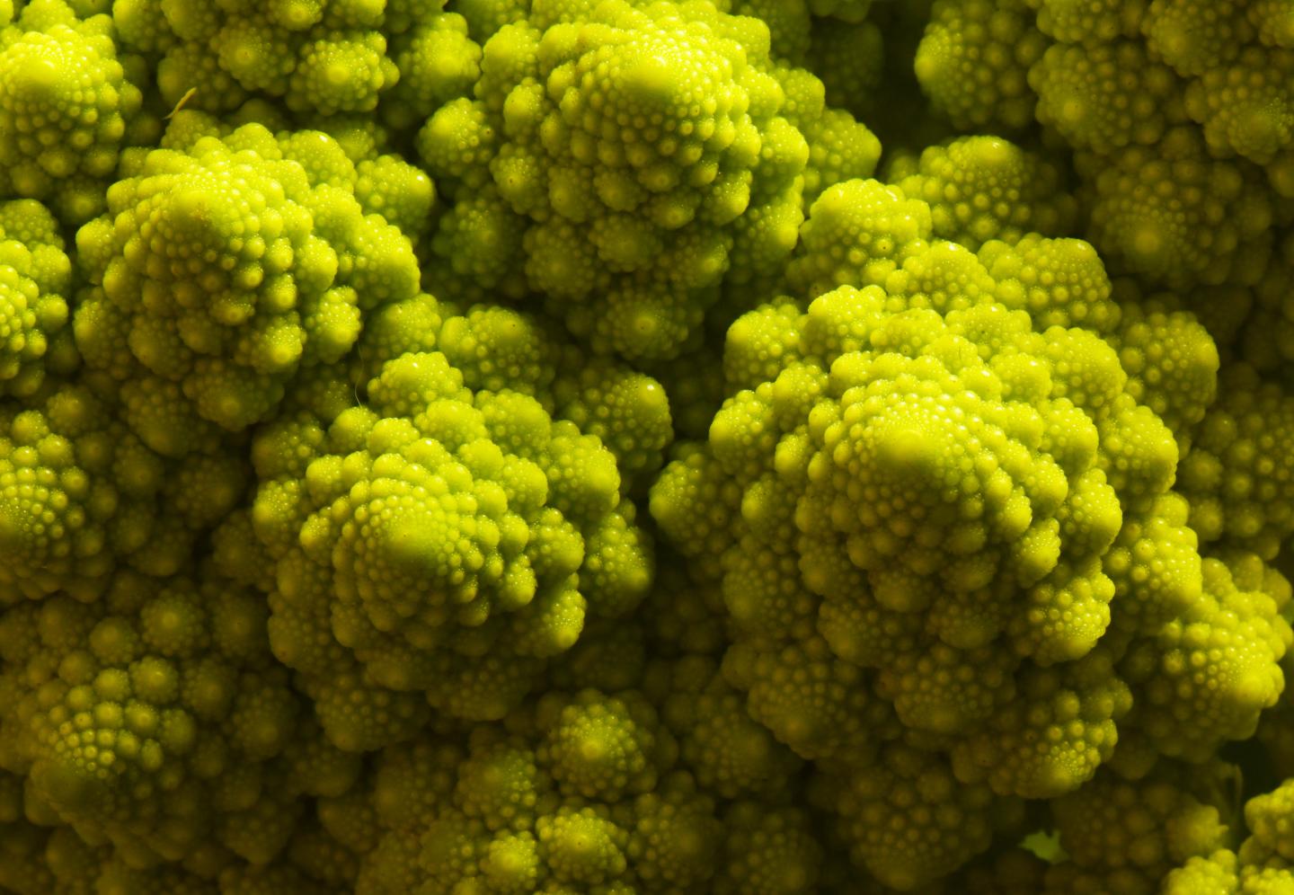 Romanesco Broccoli