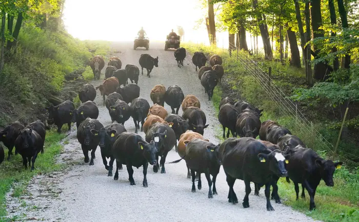 Climate-resilient livestock management practices