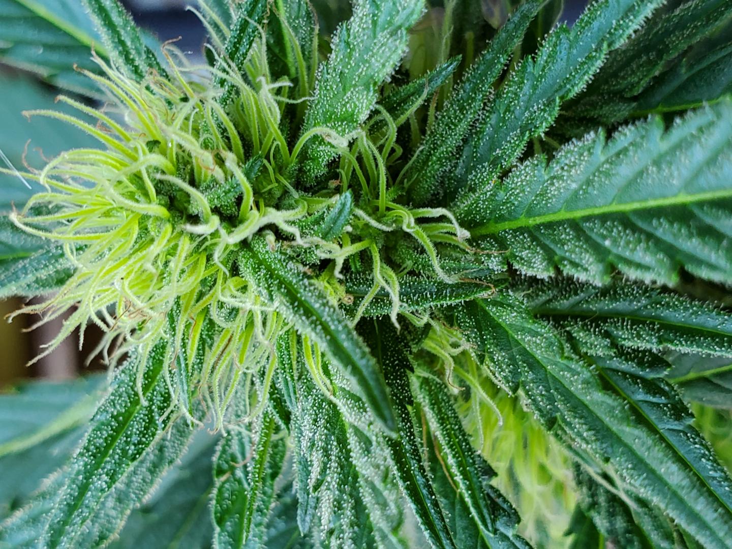 Marijuana Plant