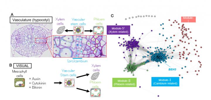 Figure 1: Diagrams of the vascular genetic expression network.
