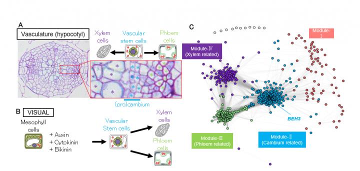 図1.維管束遺伝子発現ネットワークの構築概要。