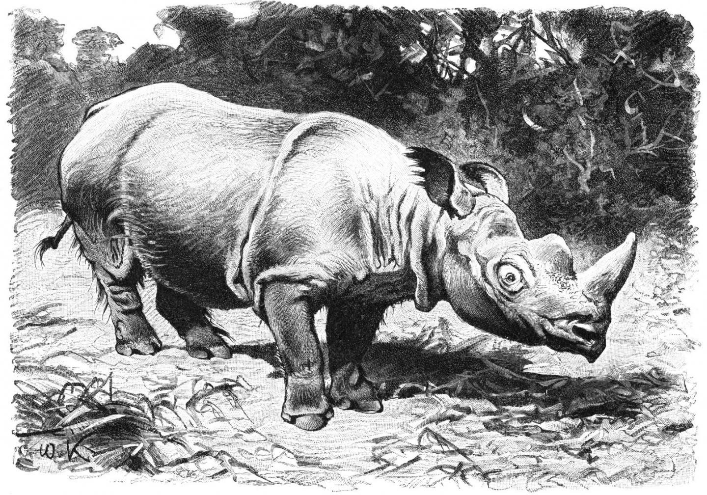 Rauhohr Nashorn Drawing