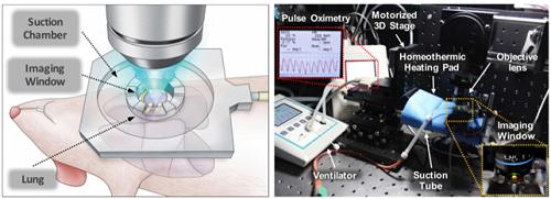 Figure 2. Illustrative Schematic and Photo of a 3D Intravital Lung Microscopic Imaging System