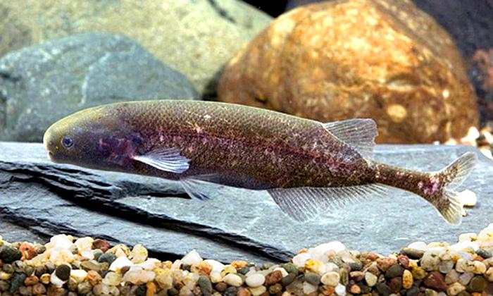 <i>Brienomyrus brachyistius</i>