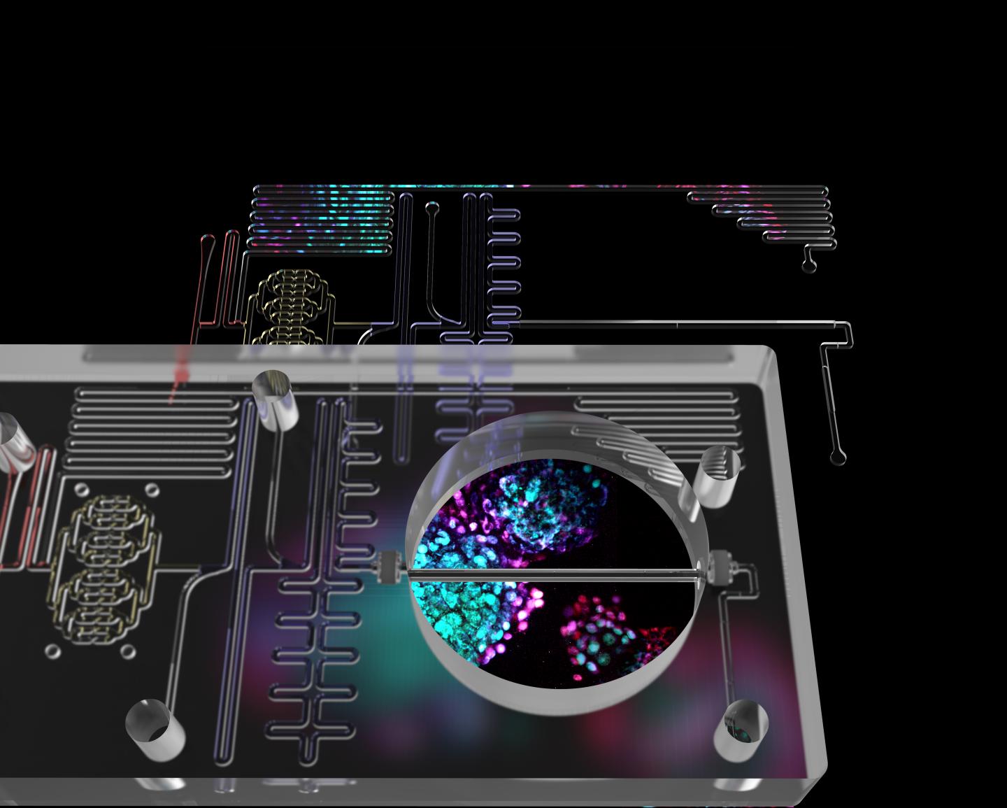 A Fully Integrated, Thermoplastic "Islet on a Chip"