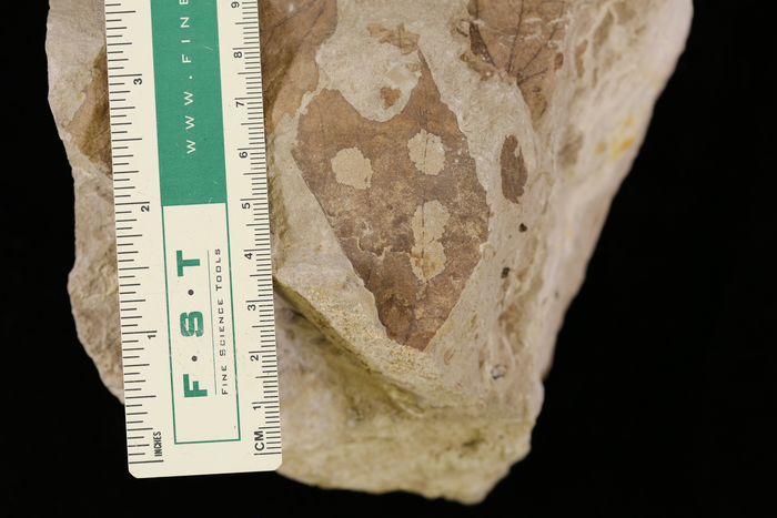 Insect-damaged leaf fossil