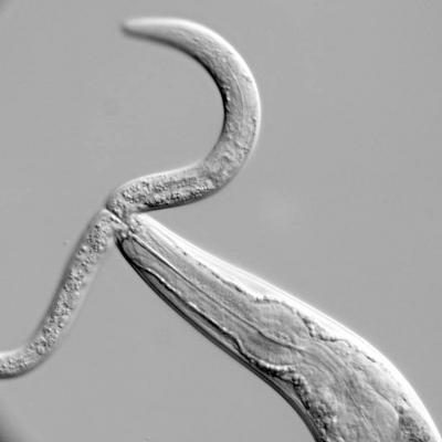 Nematode