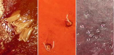 <i>Drosophila</i> Fly is Recently Evolved Crop Pest (2 of 2)