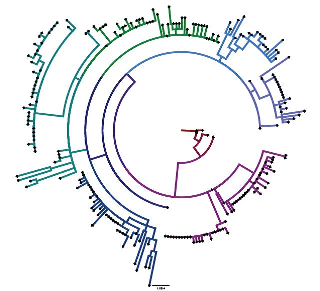 Coronavirus 'family tree'