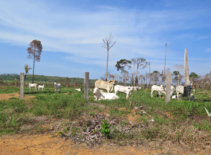 cattle ranchers amazon