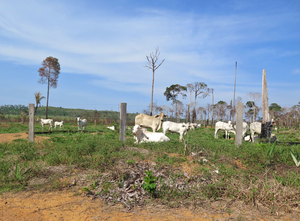Cattle ranch near Apuí, Amazonas State, Brazil.