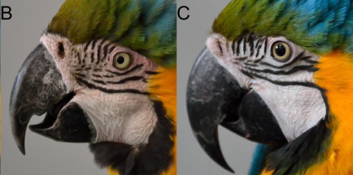 Macaws May Communicate Visually with Blushing, Ruffled Feathers