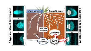 Lateral root development in rice