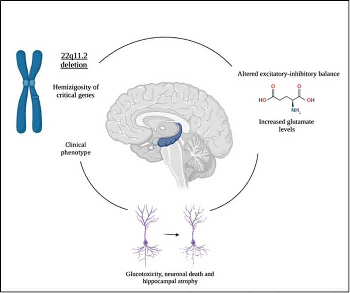 Proposed model of hippocampal pathology in subjects at genetic risk for psychosis.