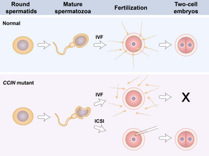 A model illustrating how CCIN mutations cause male infertility