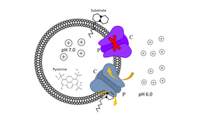 Proteoliposome scheme