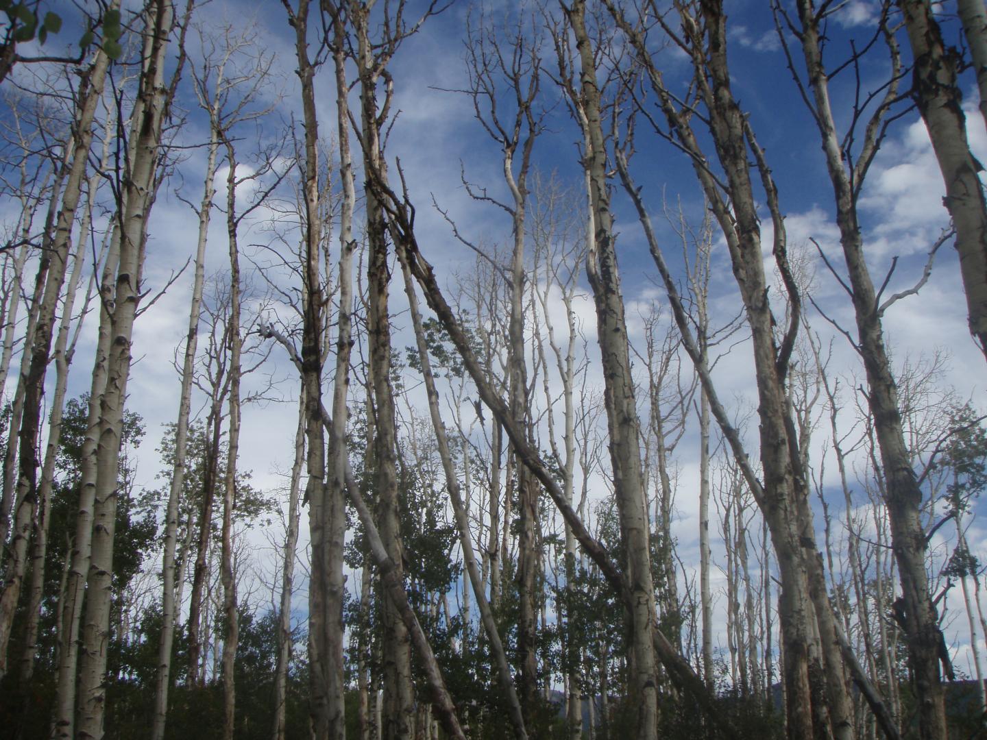 Climate-Stressed Forests in Colorado, USA