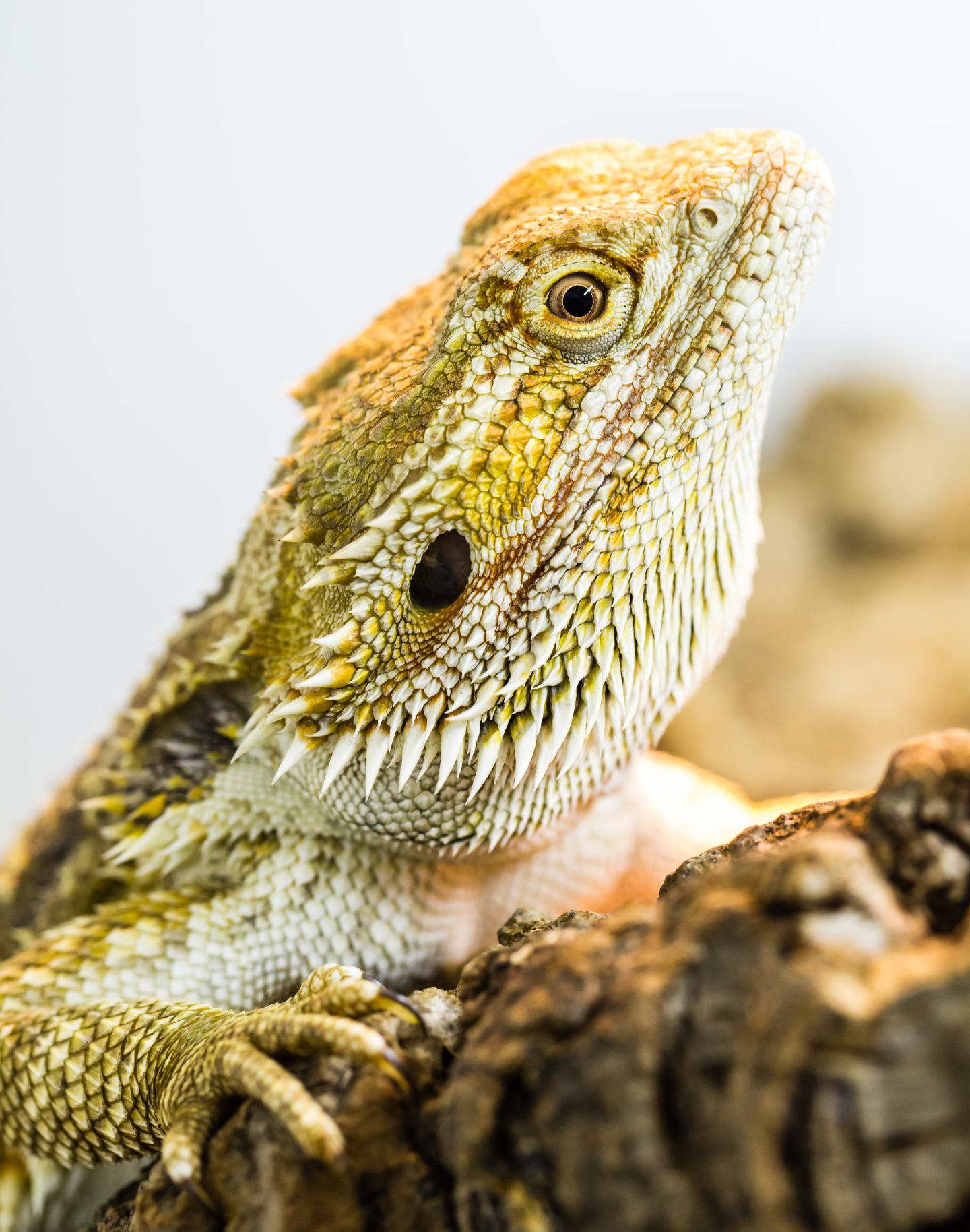 Reptiles Share Sleep Patterns with Mammals and Birds After All (1 of 2)