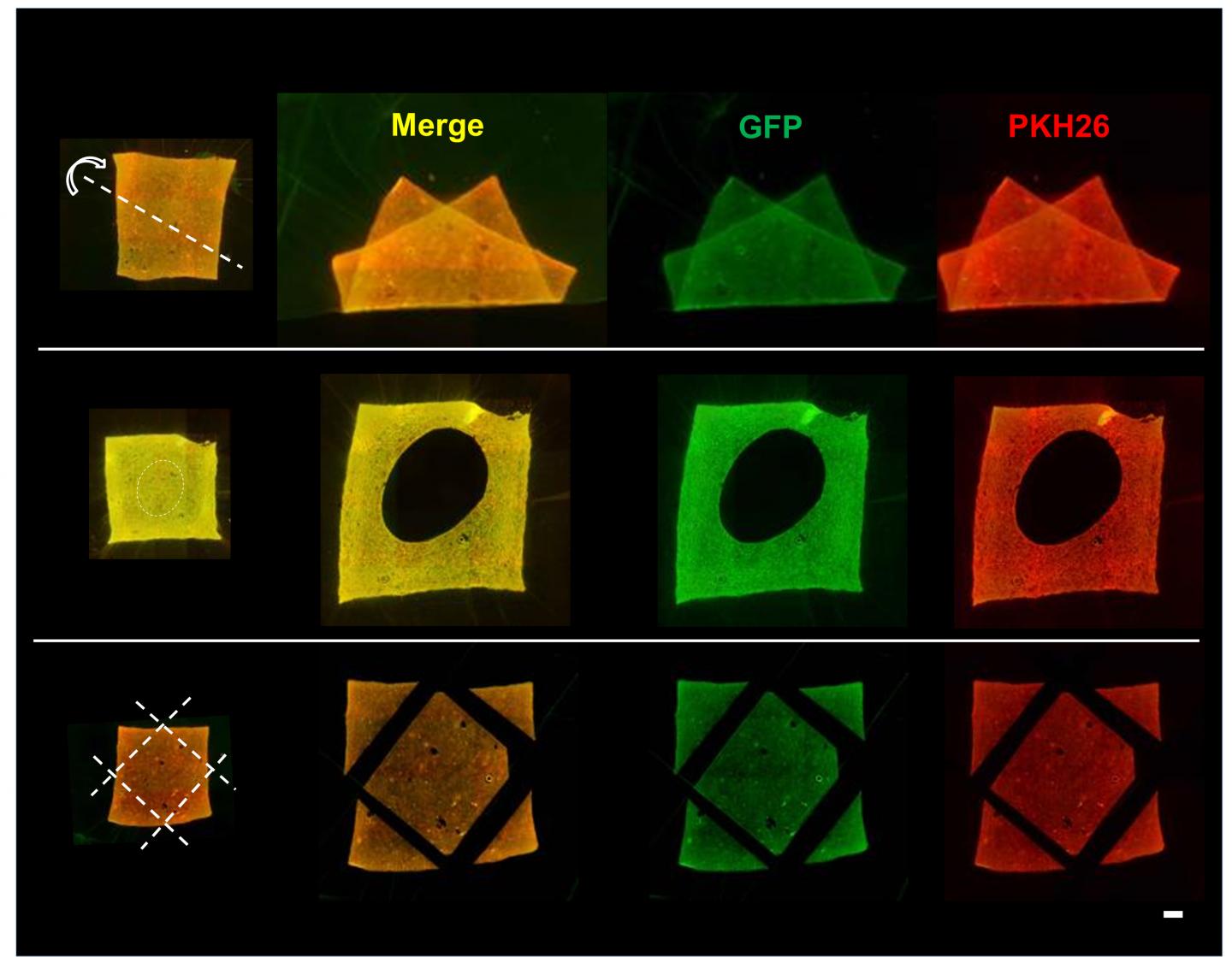 Stability of Transferred Cells upon Trimming and Deformation of Amnion