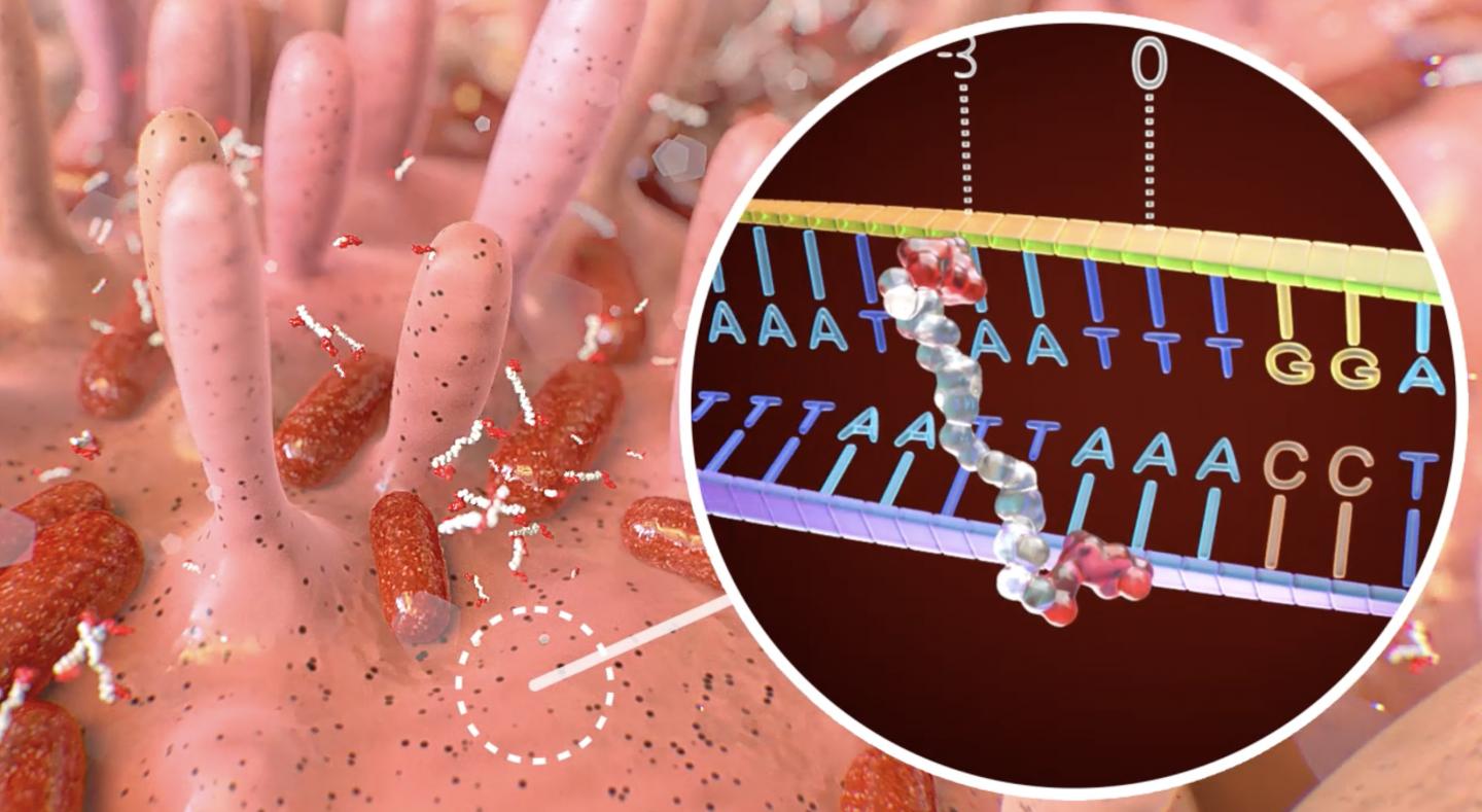 Bacterial toxin binding to DNA in the gut