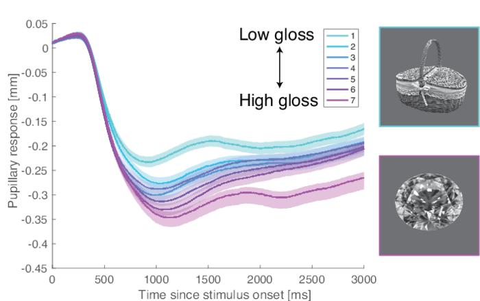 Figure: Image presentation and pupil diameter change