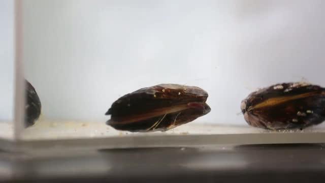 How Can Mussels Improve Fetal Surgery? UC Berkeley