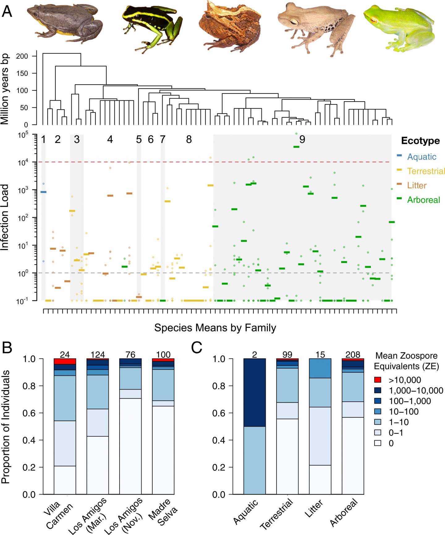 High Rates of 'Cold-Loving' Fungus Infection Found in Frogs from Warm Environments