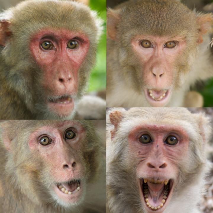 Monkey Collage