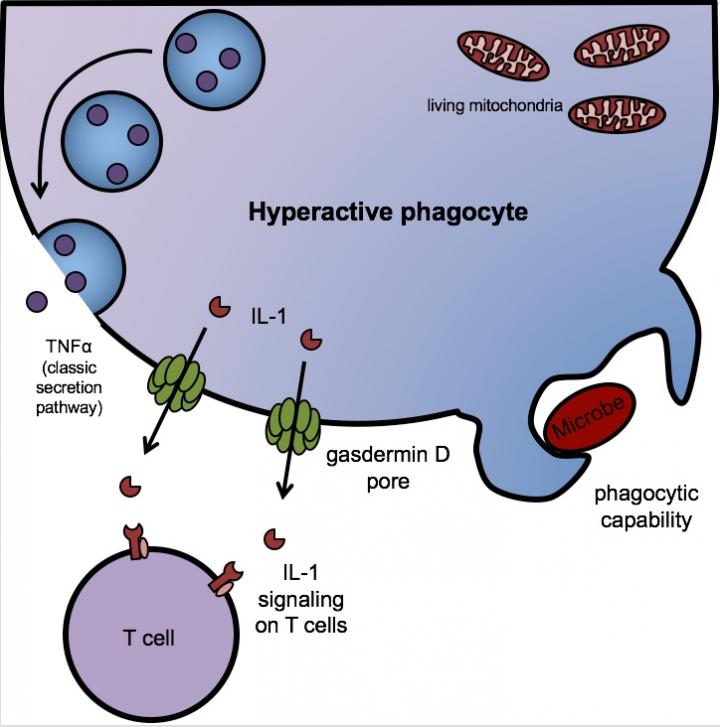 Gasdermin D and IL-1 Secretion
