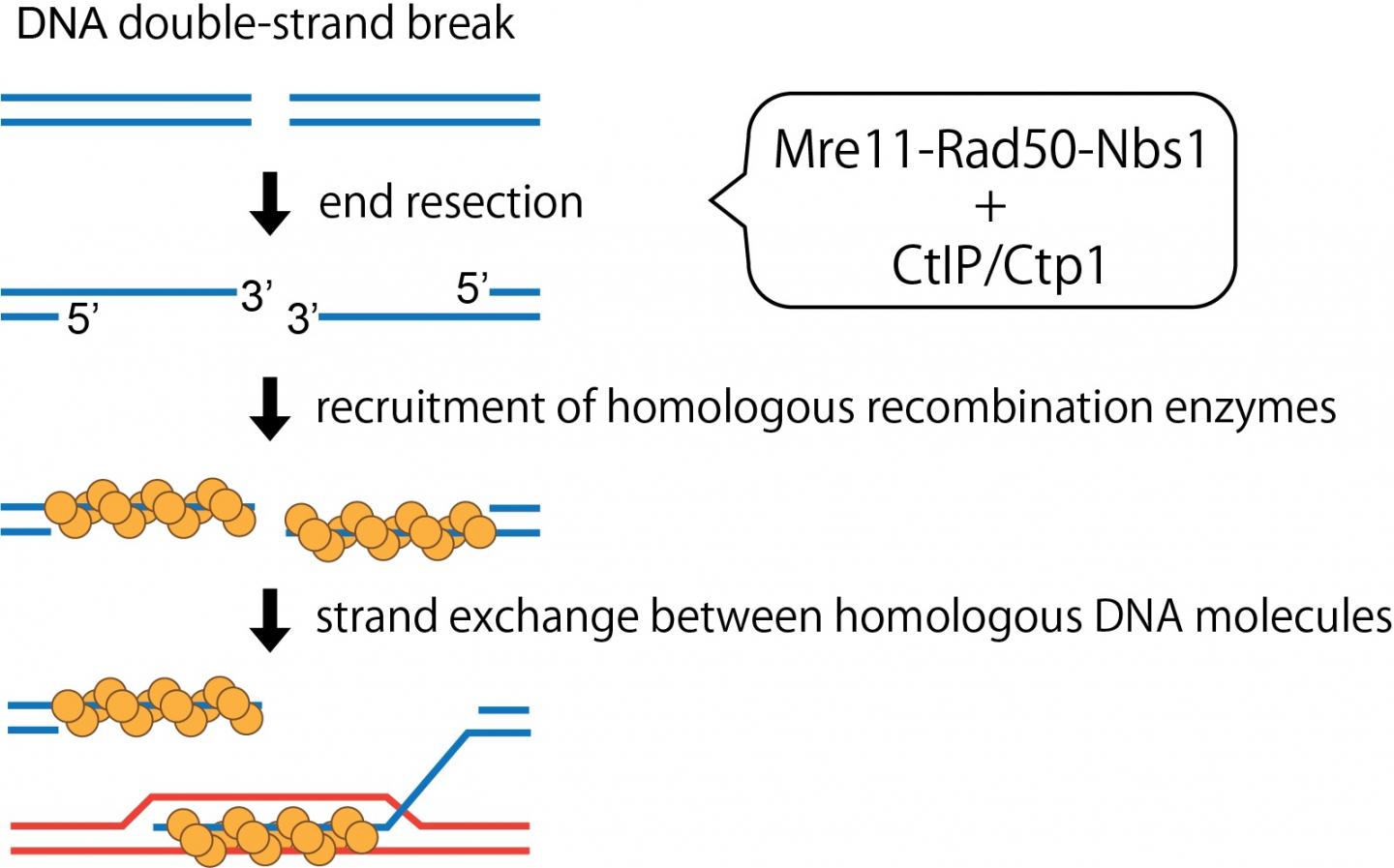 Figure 1: MRN complex stimulating activity of CtIP/Ctp1